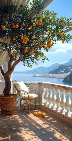 an orange tree is growing on the balcony