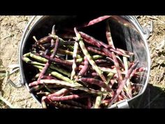 a bucket filled with purple beans sitting on top of a dirt ground next to grass