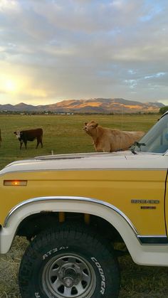 two cows are standing in the back of a yellow pickup truck on a grassy field