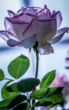 a pink rose with green leaves in the foreground