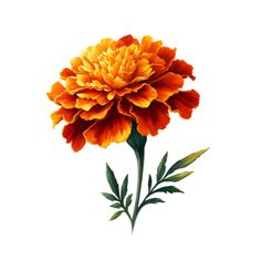 an orange flower with green stems on a white background