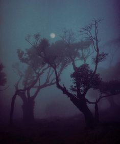 trees in the fog on a dark night