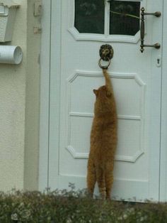 an orange cat standing on its hind legs in front of a white door