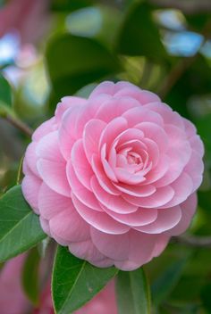 a pink flower with green leaves on it