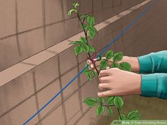 a person holding a plant in front of a brick wall with blue tape on it