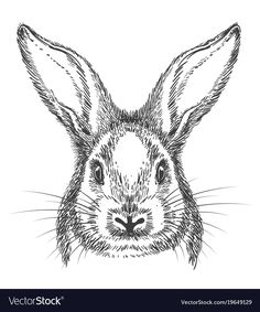 the head of a rabbit drawn in ink