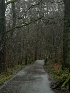 an empty road in the middle of a forest with trees and moss growing on both sides