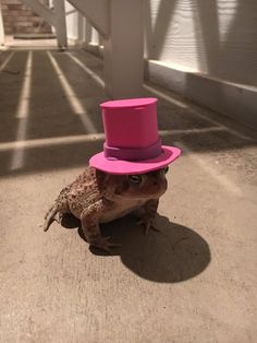 a frog with a pink hat on it's head sitting in the middle of a walkway