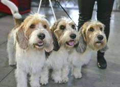 three dogs on leashes standing next to each other in the middle of a room