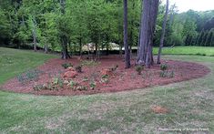 a flower bed in the middle of a lawn with trees and grass around it, surrounded by mulch