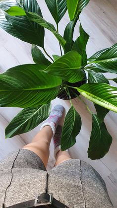 a person standing next to a plant on top of a hard wood floor