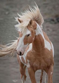 a brown and white horse standing on top of a dirt field