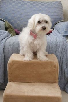 a small white dog sitting on top of a set of steps in front of a bed