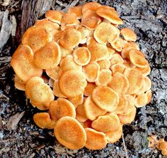 a cluster of orange mushrooms on the ground