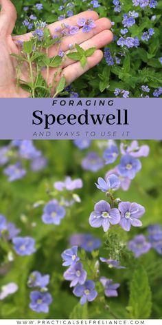 blue flowers and green leaves with the words foraging speedwell on it's side