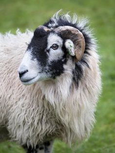 a black and white sheep standing on top of a lush green field