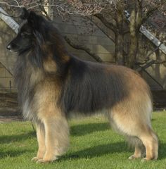 a brown and black dog standing in the grass