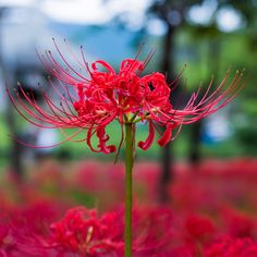 a red flower is in the middle of a field with other flowers and trees behind it