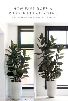 two potted plants in front of a window with the words how fast does a rubber plant grow?