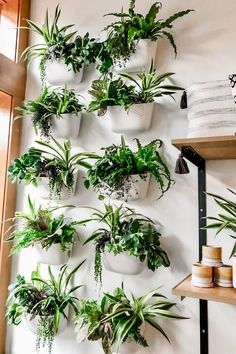 ECOVIBE-Custom-Made-Potted-WallyGrow-Eco-Wall-Planter Wall Plants Indoor, Vertical Garden Wall Planter, Indoor Plant Wall, Plant Wall Decor, Vertical Garden Wall, Meteor Garden 2018, Milk Jugs, Walled Garden, Plant Decor Indoor