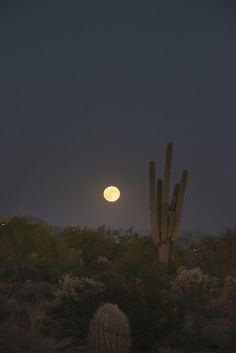 the full moon is seen behind some cactus trees