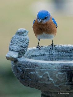 a blue bird sitting on top of a metal bowl