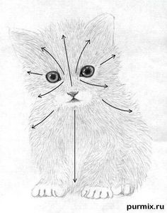 a drawing of a cat's face with arrows pointing towards it