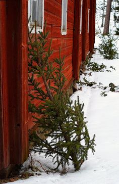 a small pine tree is growing out of the snow in front of a red building