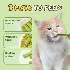 a cat holding a stick in its mouth with 3 ways to feed it