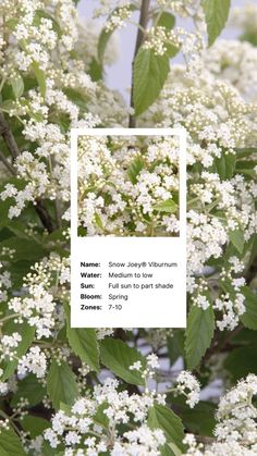 white flowers with green leaves in the foreground and an instagram post about them