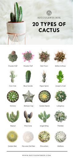 the 25 types of cactuses are shown in this image, with text overlaying them