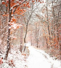 a snow covered path in the woods with trees and leaves on both sides during winter