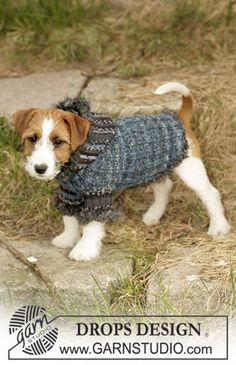 a small brown and white dog wearing a blue sweater standing on top of dry grass