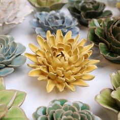 many different types of succulents are arranged on a white surface with green leaves