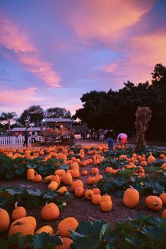 a field full of pumpkins with people standing around them at sunset in the background