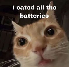 an orange and white cat with the caption i ated all the batteries