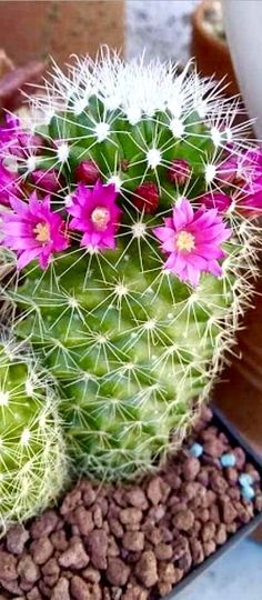 a cactus with pink flowers sitting on top of a potted plant next to other plants