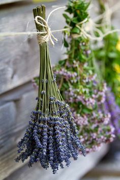 some lavender flowers are hanging from a wooden bench with the words fine dinsday written on it