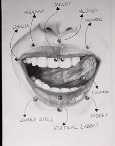 a black and white drawing of an open mouth with labels on the upper half of it