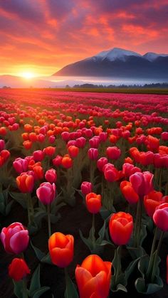 a field full of red and pink tulips with the sun setting in the background