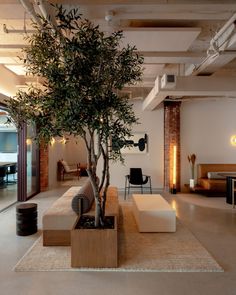 a living room with a tree in the center and couches on the other side