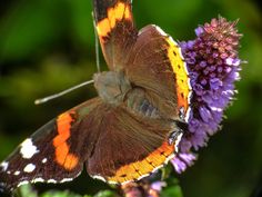 an orange and white butterfly sitting on top of a purple flower