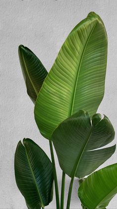 a plant with large green leaves in a white vase on a table next to a wall