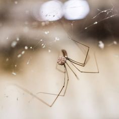 a close up of a spider on its web