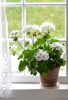 a potted plant sitting on top of a window sill