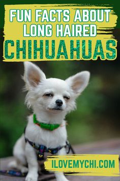 a small white dog sitting on top of a wooden table with the words fun fact about long haired chihuahuas