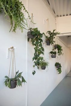 some plants are hanging up on the wall