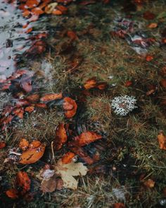 the ground is covered with leaves and grass, while water has fallen on it's surface