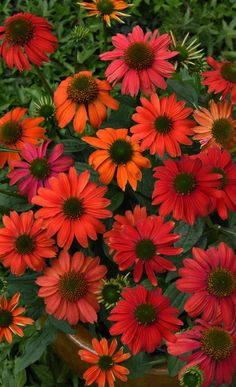 many orange and red flowers in a pot