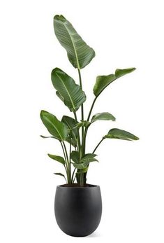 a plant in a black pot on a white background